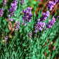 Lavender Seeds – Common English “Vera” | Heirloom Non-GMO | Fragrant Purple Flowers