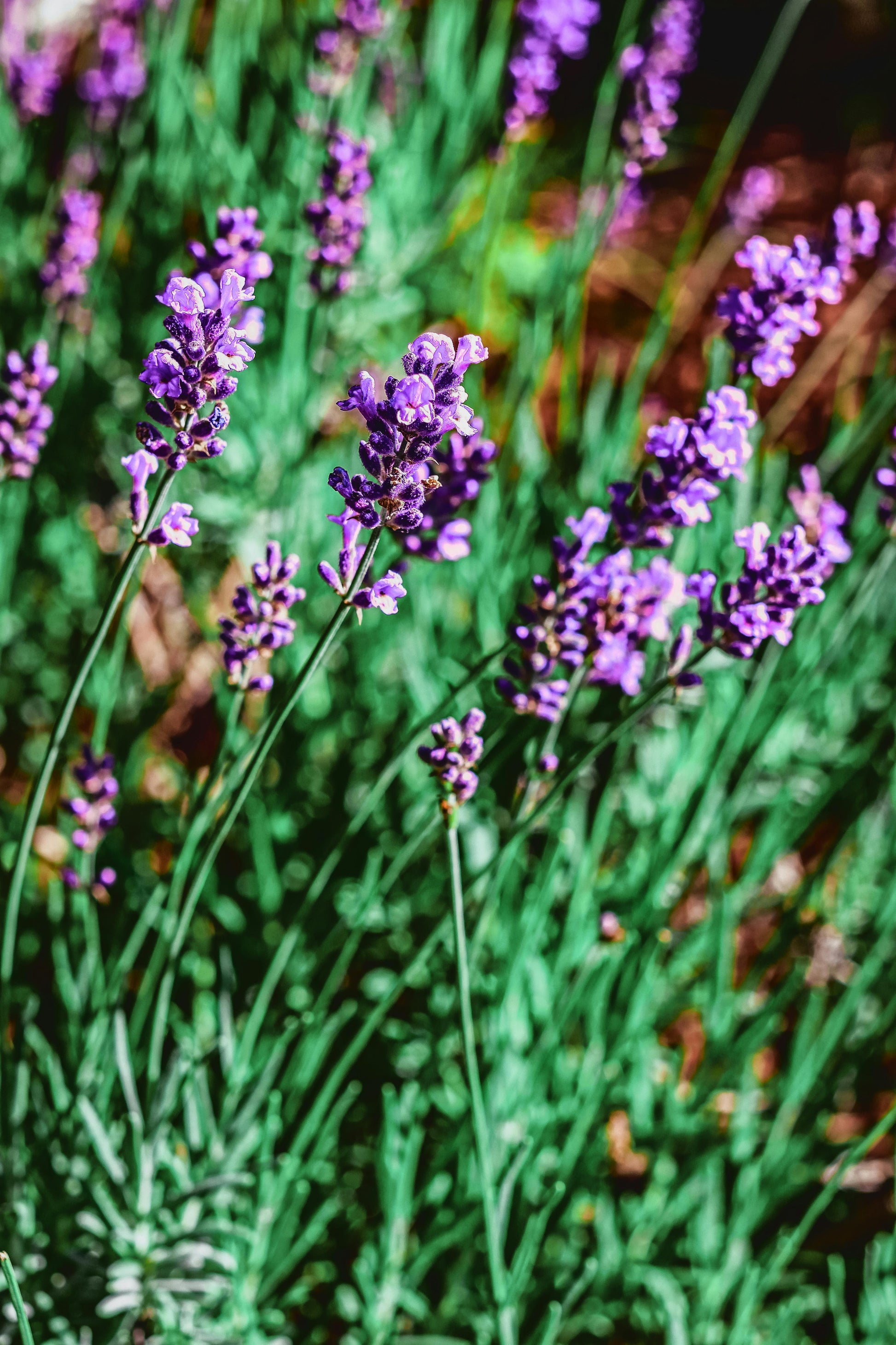 non gmo lavender seeds Lavender Seeds – Common English “Vera” | Heirloom Non-GMO