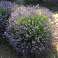 Lavender Seeds – Common English “Vera” | Heirloom Non-GMO | Fragrant Purple Flowers