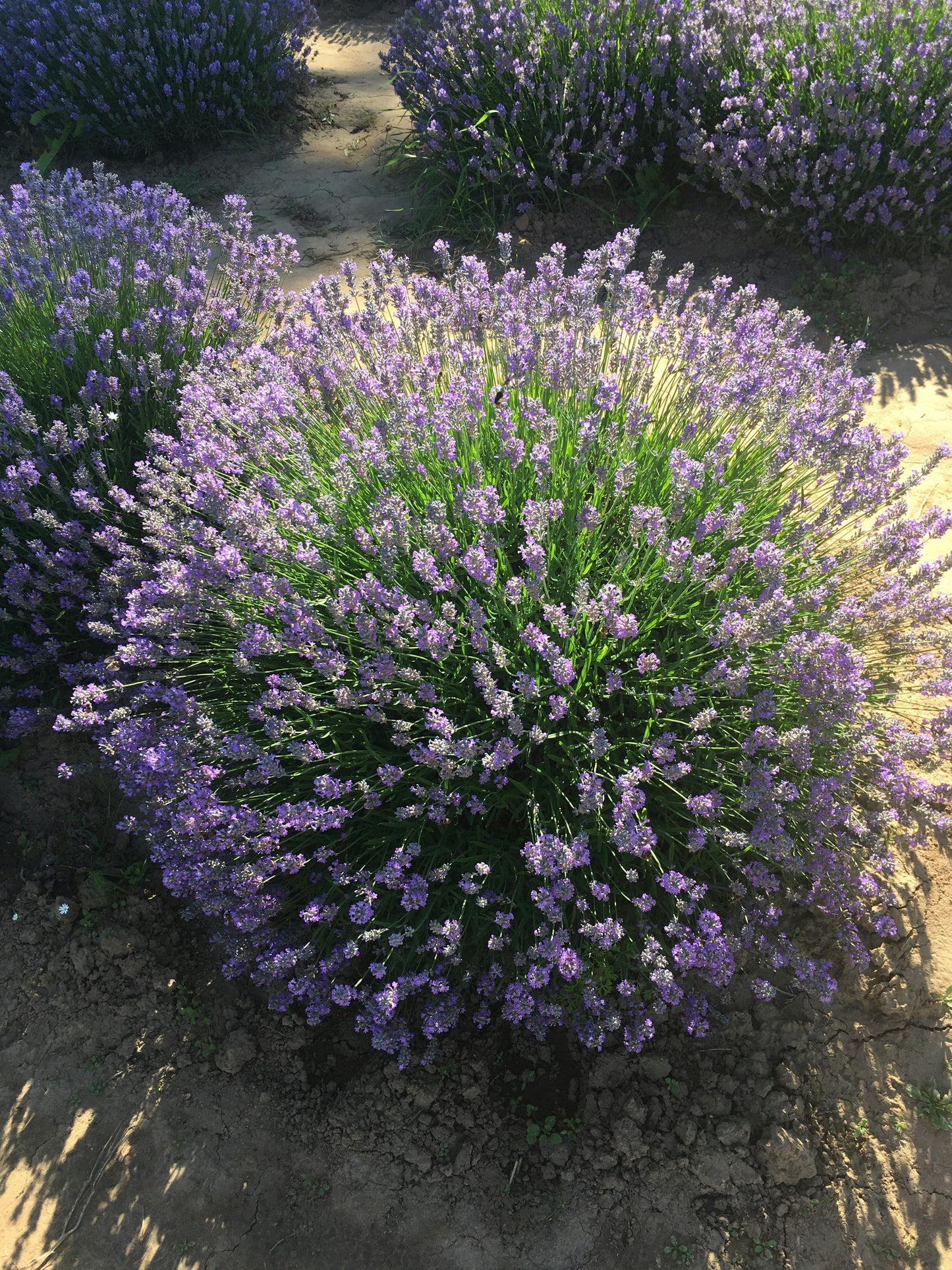 Lavender Seeds – Common English “Vera” | Heirloom Non-GMO | Fragrant Purple Flowers