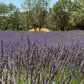 Lavender Seeds – Common English “Vera” | Heirloom Non-GMO | Fragrant Purple Flowers