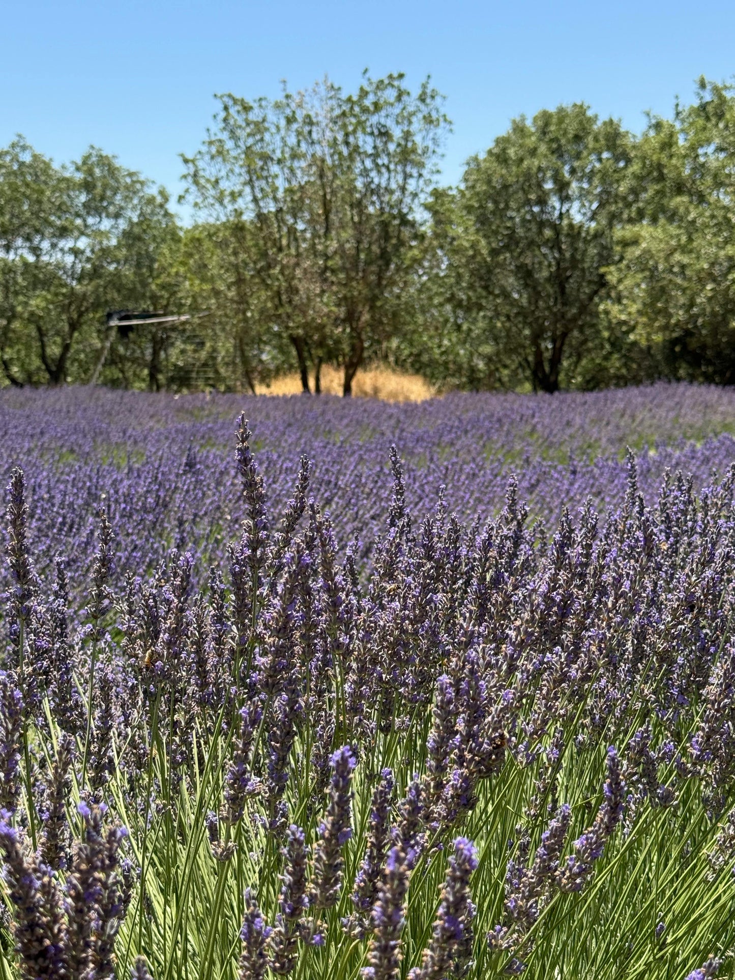 Lavender Seeds – Common English “Vera” | Heirloom Non-GMO | Fragrant Purple Flowers