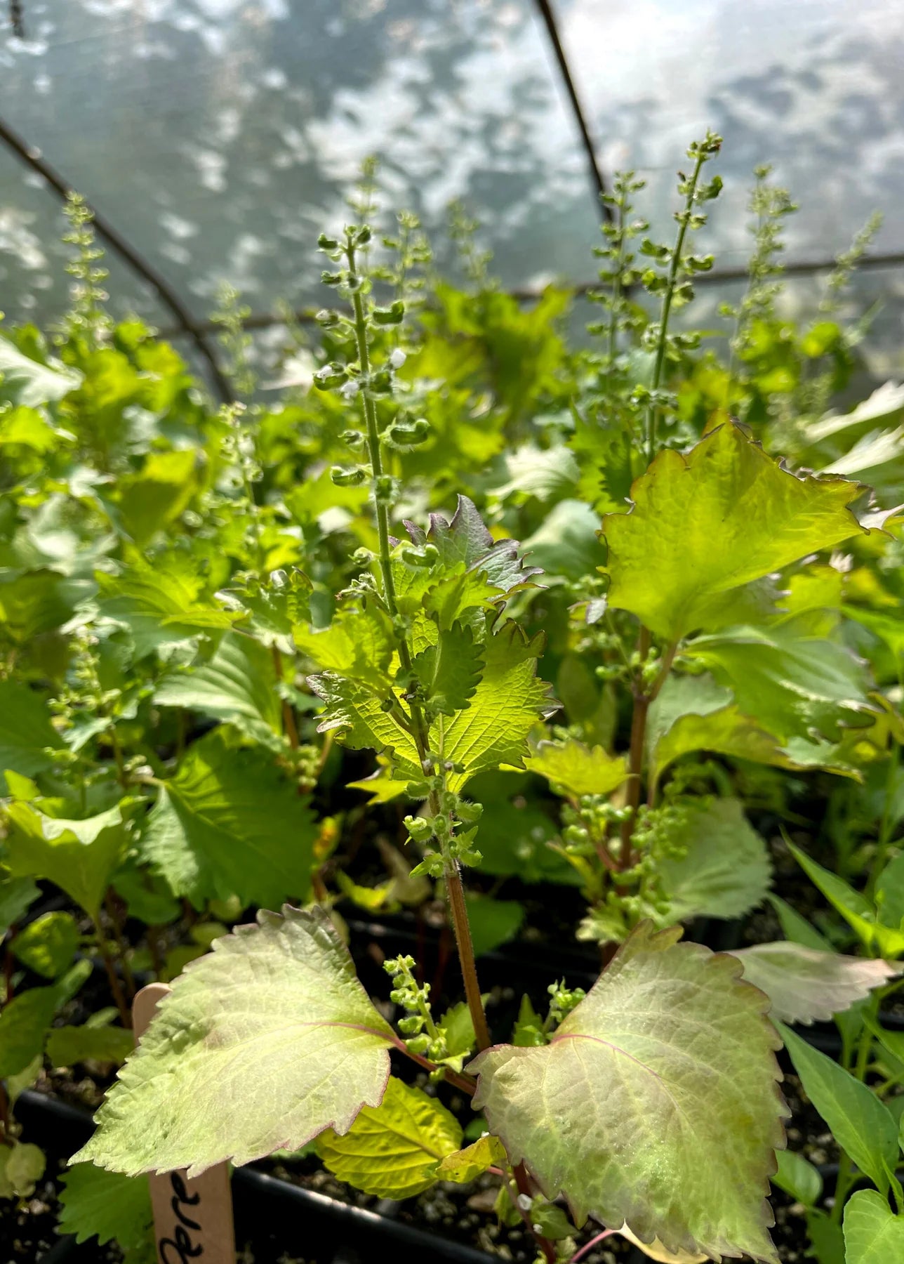 shiso plant seeds Korean Shiso Herb Seeds (Perilla) – 70 Days – Warm Season Annual
