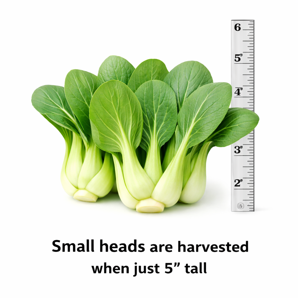 Pak Choy Ching Chang Seeds | Baby Bok Choy Green Stem | Heirloom Non-GMO