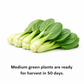 Pak Choy Ching Chang Seeds | Baby Bok Choy Green Stem | Heirloom Non-GMO