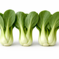 Pak Choy Ching Chang Seeds | Baby Bok Choy Green Stem | Heirloom Non-GMO
