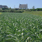 Green Globe Artichoke Seeds – Heirloom Non-GMO Perennial Vegetable Seeds