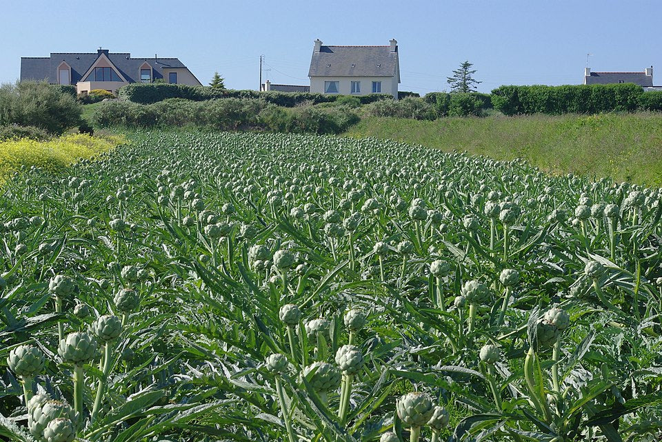 Green Globe Artichoke Seeds – Heirloom Non-GMO Perennial Vegetable Seeds