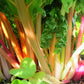 Rainbow Mixture Swiss Chard Seeds – Heirloom, Non-GMO