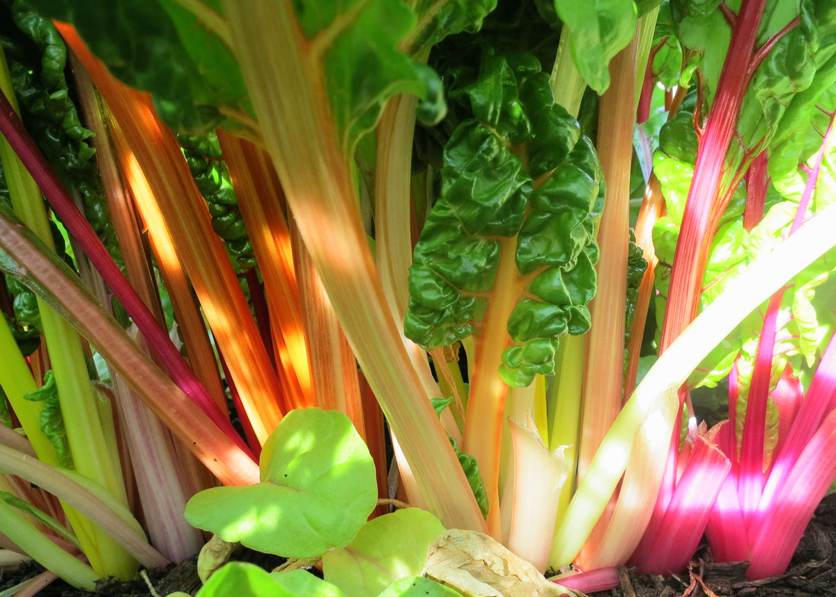 Rainbow Mixture Swiss Chard Seeds – Heirloom, Non-GMO