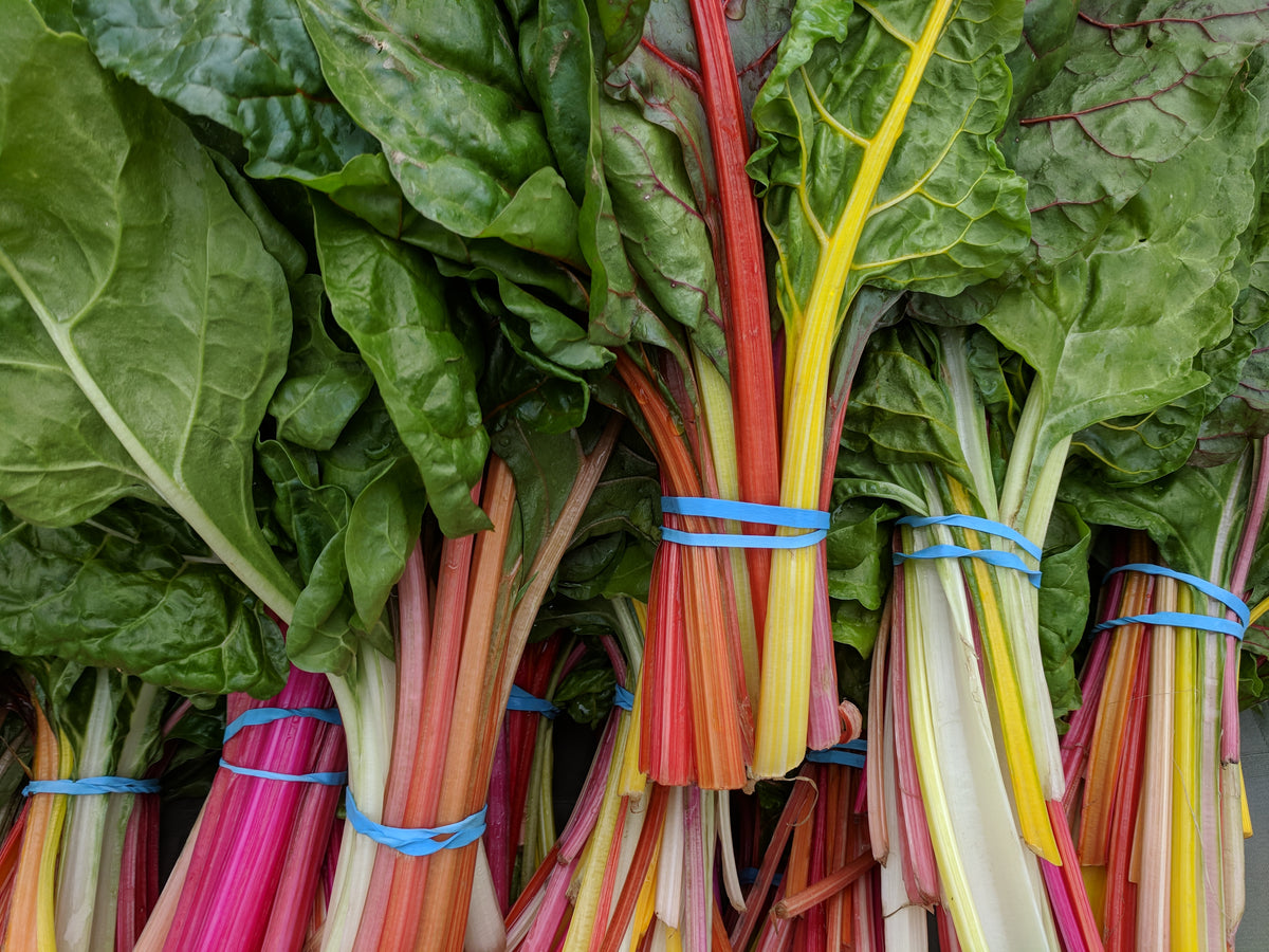 Rainbow Mixture Swiss Chard Seeds – Heirloom, Non-GMO