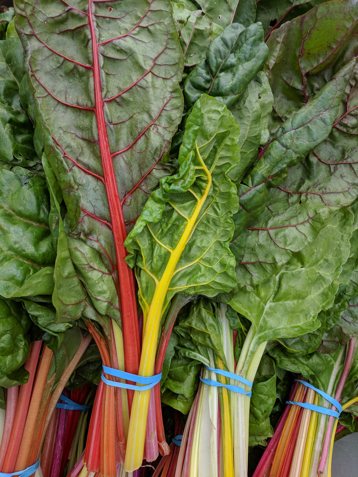 Rainbow Mixture Swiss Chard Seeds – Heirloom, Non-GMO