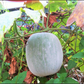 Wax Gourd (Winter Melon) Seeds - Non-GMO Heirloom