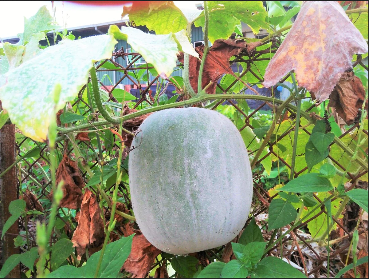 Wax Gourd (Winter Melon) Seeds - Non-GMO Heirloom