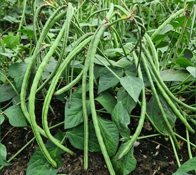 Bush Long Green Bean Seeds | Đậu Đũa Bụi Ngọt | Sweet Bush Yardlong Bean | Non-GMO | Heirloom
