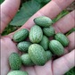 Mexican Sour Gherkin Cucumber Seeds - Melothria scabra - Mouse Melon