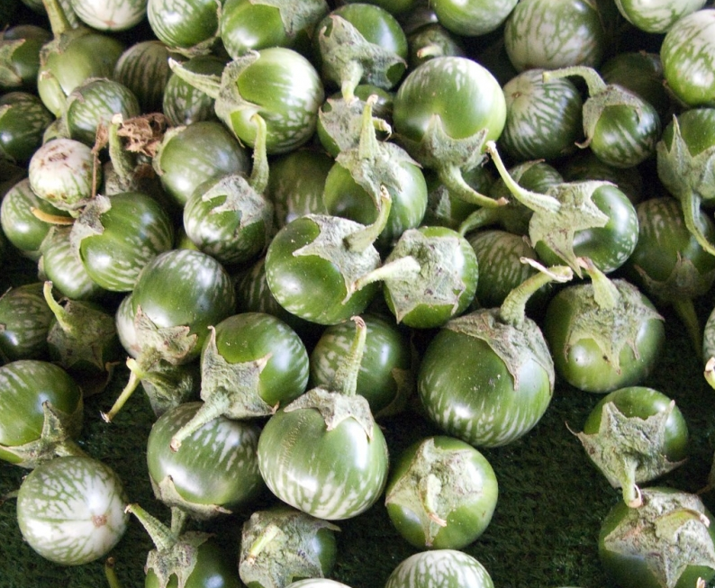 Green Thai Eggplant Seeds