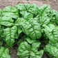 Giant Noble Spinach Seeds | NON-GMO | Heirloom