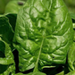 Giant Noble Spinach Seeds | NON-GMO | Heirloom