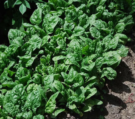 Giant Noble Spinach Seeds | NON-GMO | Heirloom