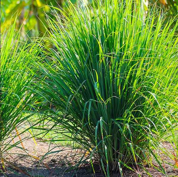 West Indian Lemongrass Seeds | Natural Mosquito Repellent | Fresh Non-GMO