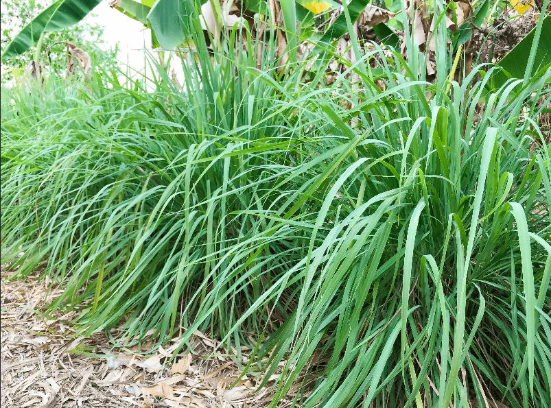 mosquito plant seeds for sale 400 West Indian Lemongrass Seeds | Natural Mosquito Repellent