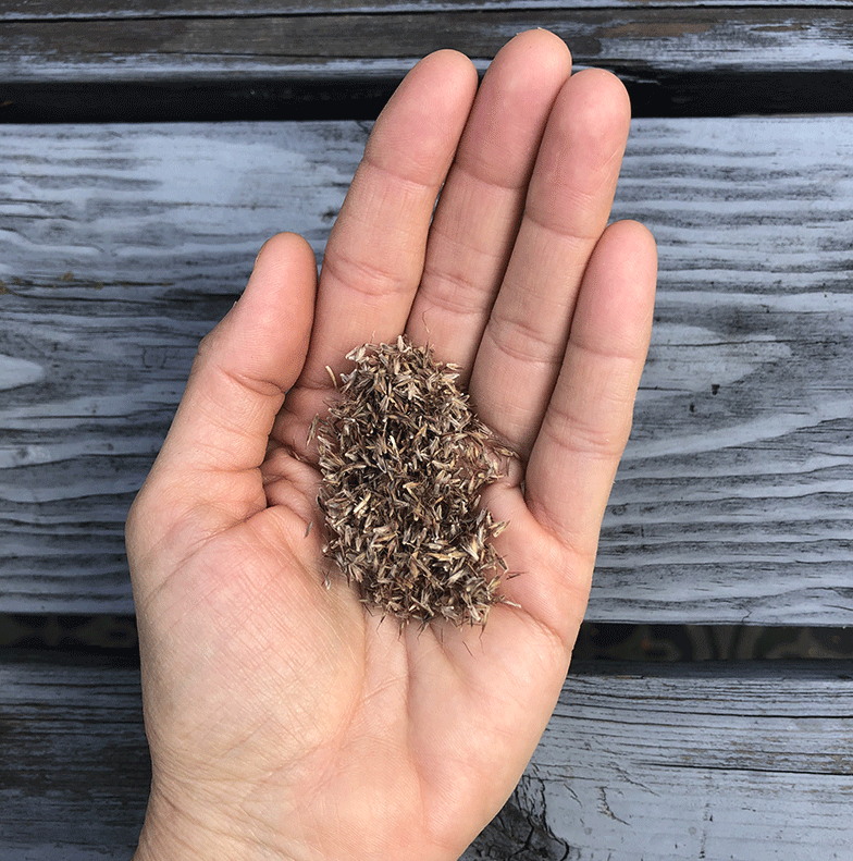 mosquito plant seeds for sale 400 West Indian Lemongrass Seeds | Natural Mosquito Repellent
