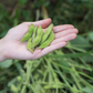 BeSweet Edamame Soy Bean Seeds | Non-GMO Vegetable