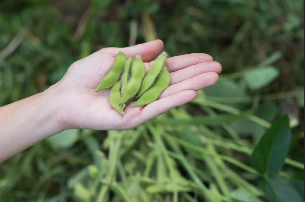 edamame plant seeds 30 BeSweet Edamame Soy Bean Seeds