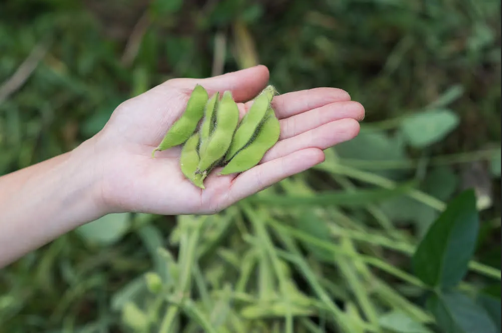 BeSweet Edamame Soy Bean Seeds | Non-GMO Vegetable