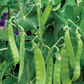 Oregon Sugar Pod II Snow Pea Seeds, Organic, NON-GMO