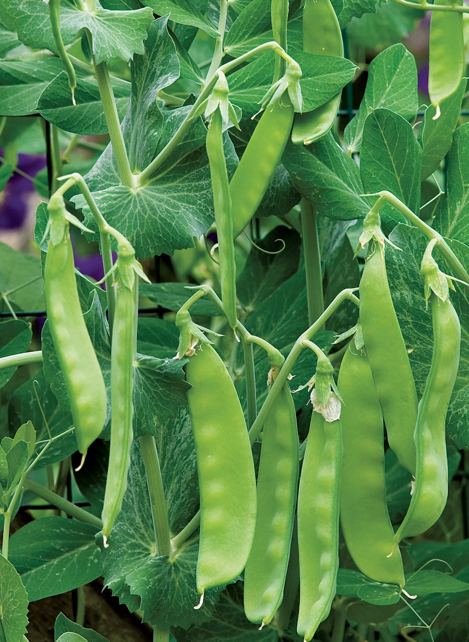 Oregon Sugar Pod II Snow Pea Seeds, Organic, NON-GMO