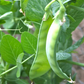 Oregon Sugar Pod II Snow Pea Seeds, Organic, NON-GMO