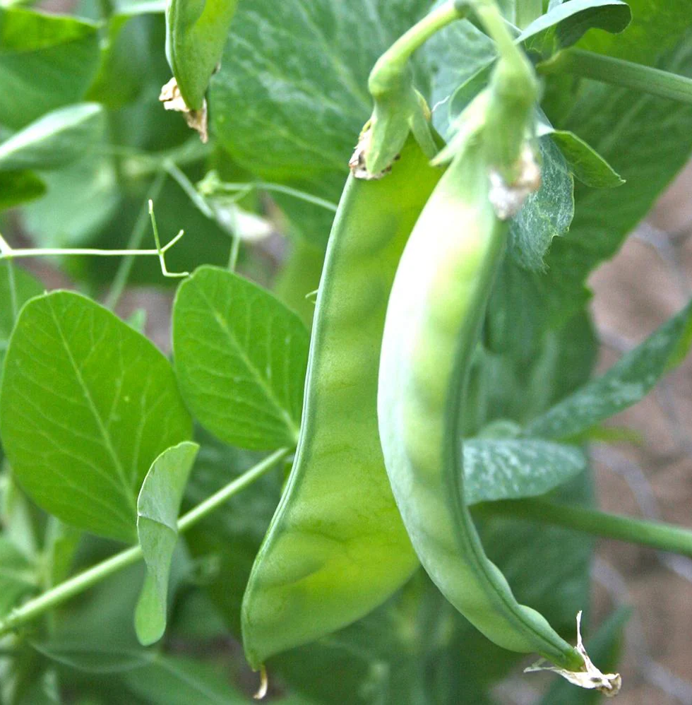 Oregon Sugar Pod II Snow Pea Seeds, Organic, NON-GMO