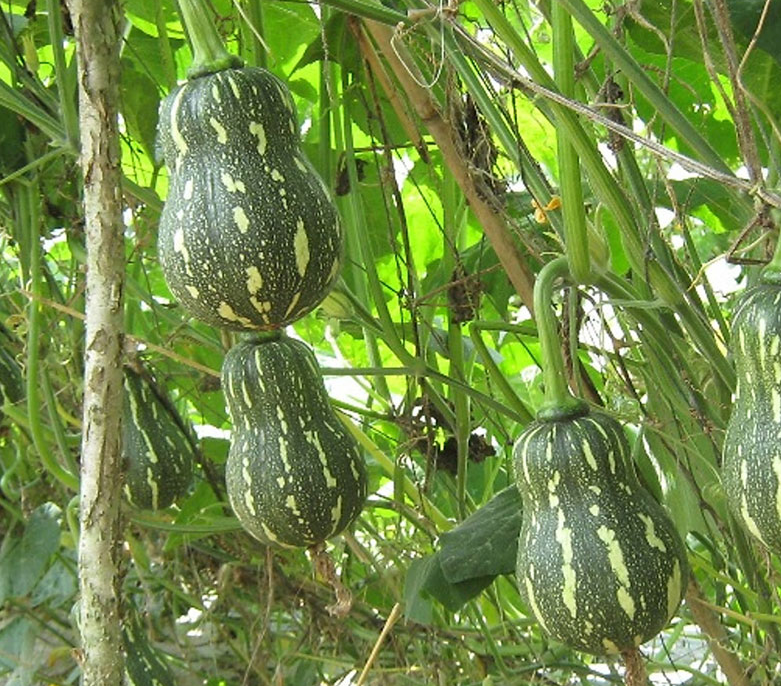 Striped Butternut Squash Seeds,Hạt Giống Bí Hạt Đậu F1 - NON-GMO