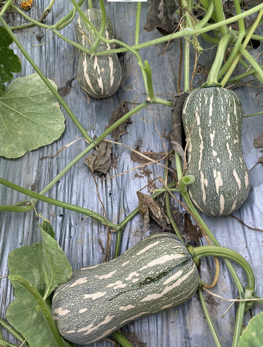 Striped Butternut Squash Seeds,Hạt Giống Bí Hạt Đậu F1 - NON-GMO