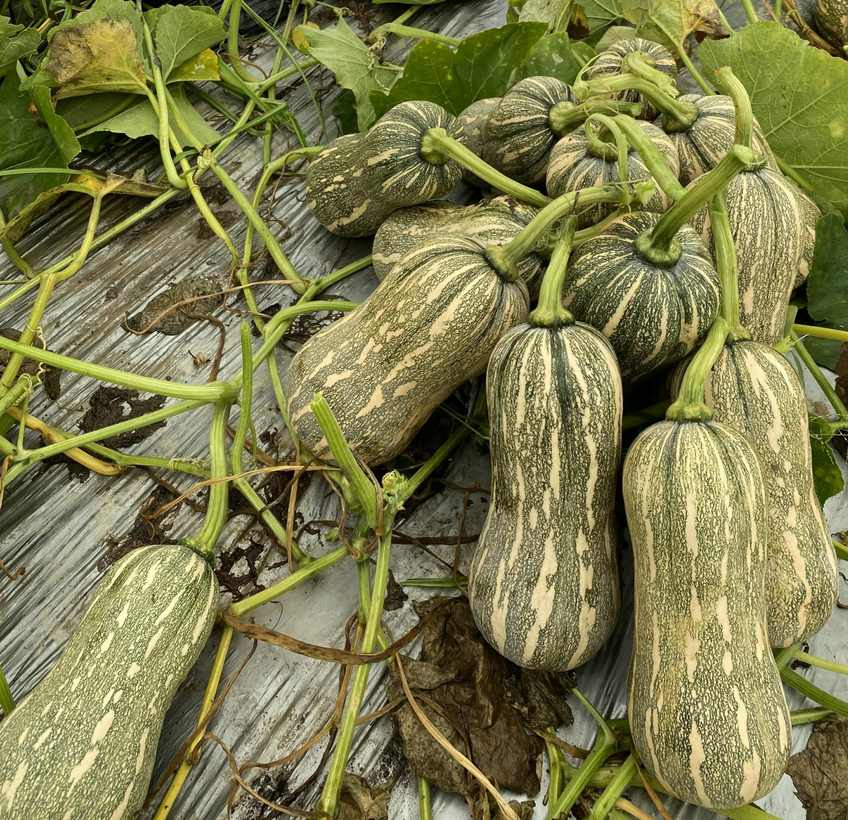 Striped Butternut Squash Seeds,Hạt Giống Bí Hạt Đậu F1 - NON-GMO