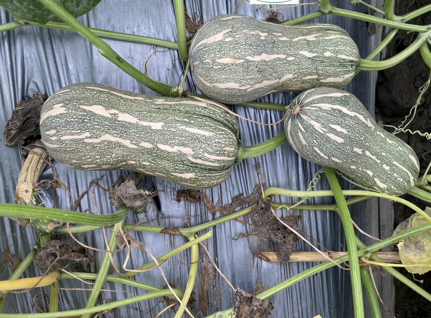 Striped Butternut Squash Seeds,Hạt Giống Bí Hạt Đậu F1 - NON-GMO