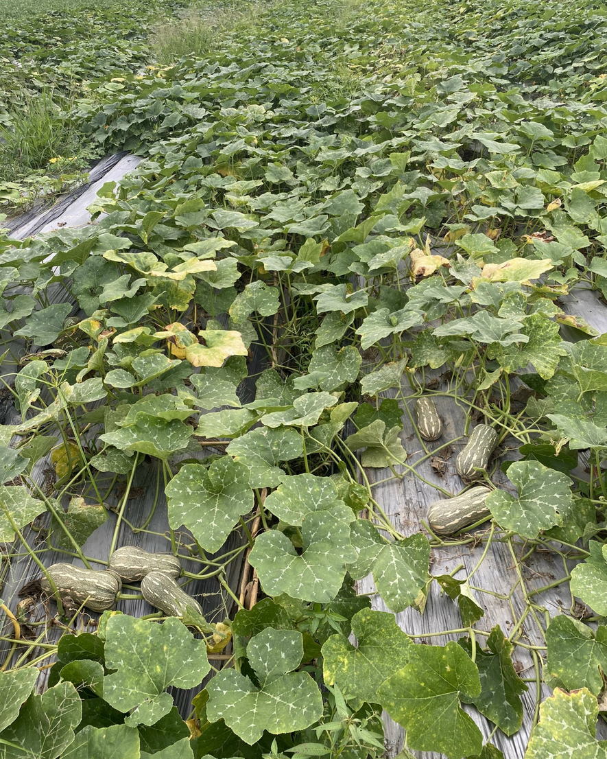 butternut squash planting seeds Striped Butternut Squash Seeds,Hạt Giống Bí Hạt Đậu F1 – Mai's Family