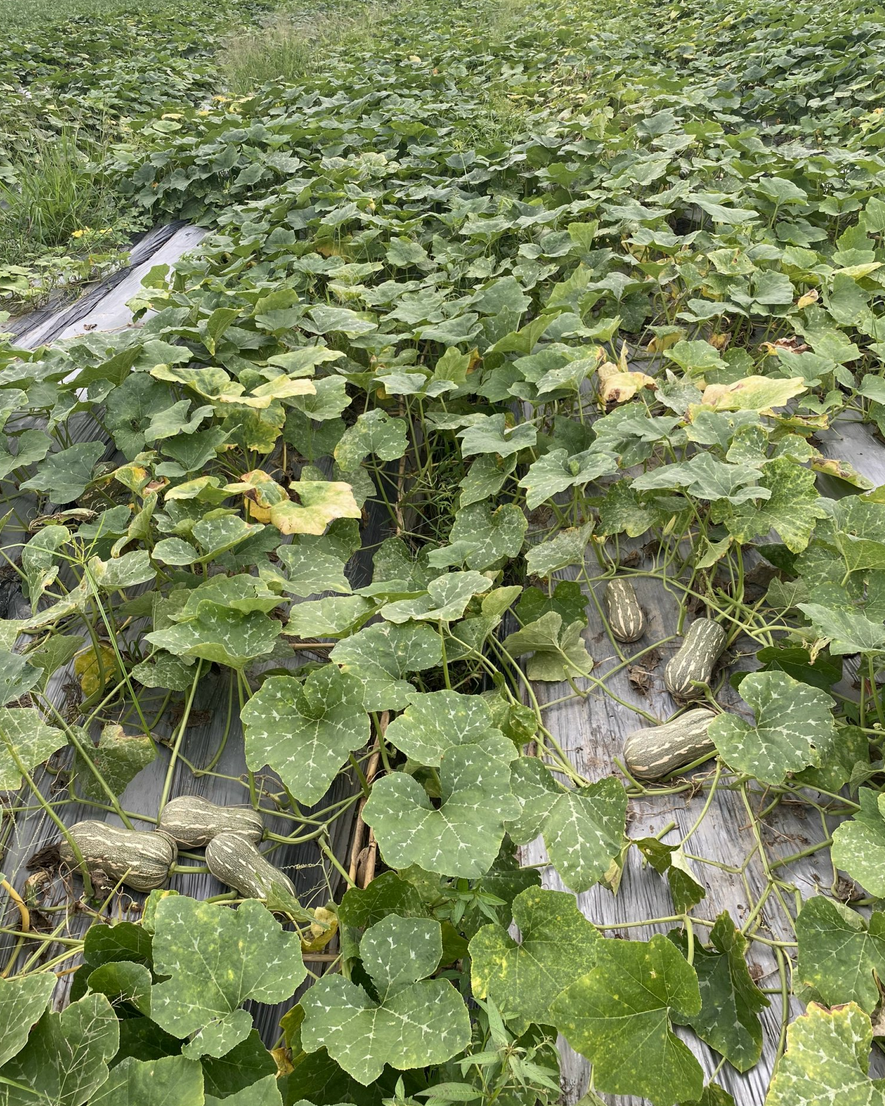 Striped Butternut Squash Seeds,Hạt Giống Bí Hạt Đậu F1 - NON-GMO