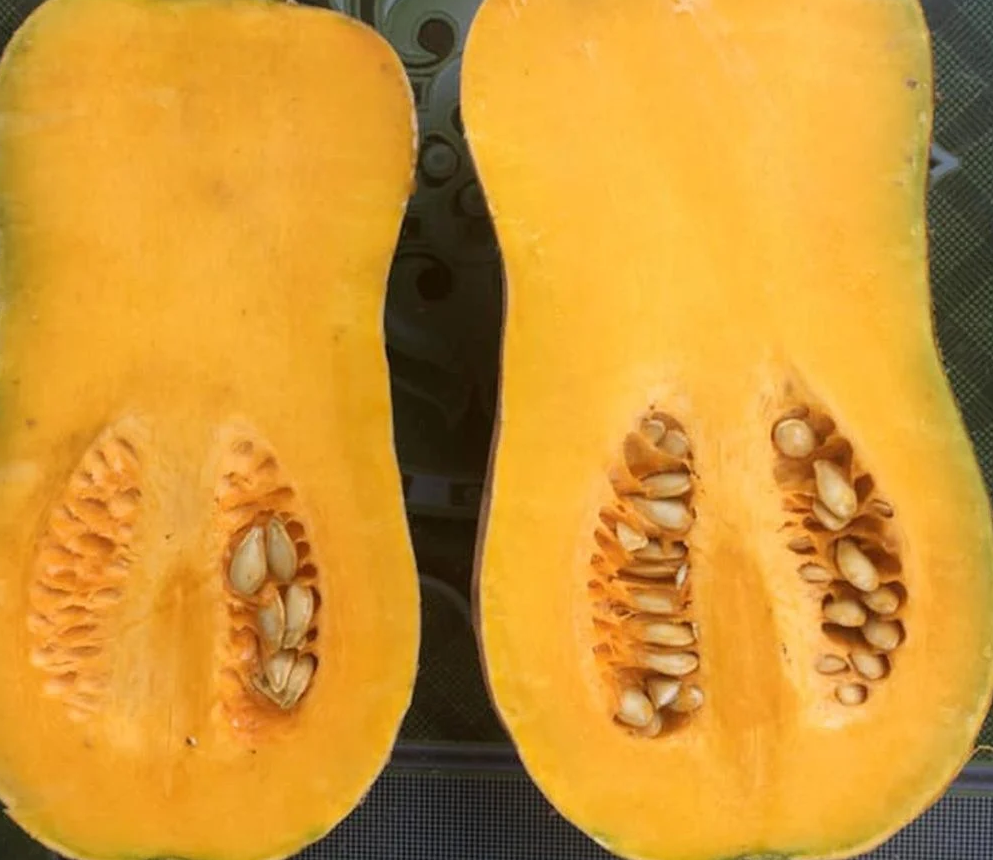 Striped Butternut Squash Seeds,Hạt Giống Bí Hạt Đậu F1 - NON-GMO