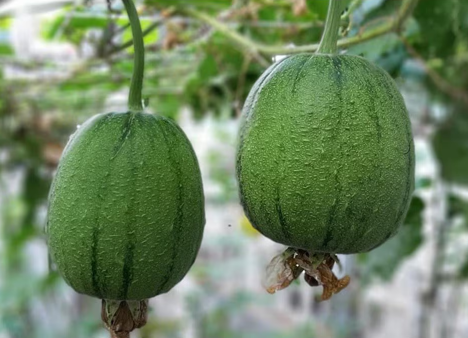 loofah plant seeds for sale Apple Luffa Seeds (Mướp Táo) | Rare Heirloom, Non-GMO