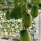 Apple Luffa Seeds - Muop Tao, Rare Heirloom Non-GMO