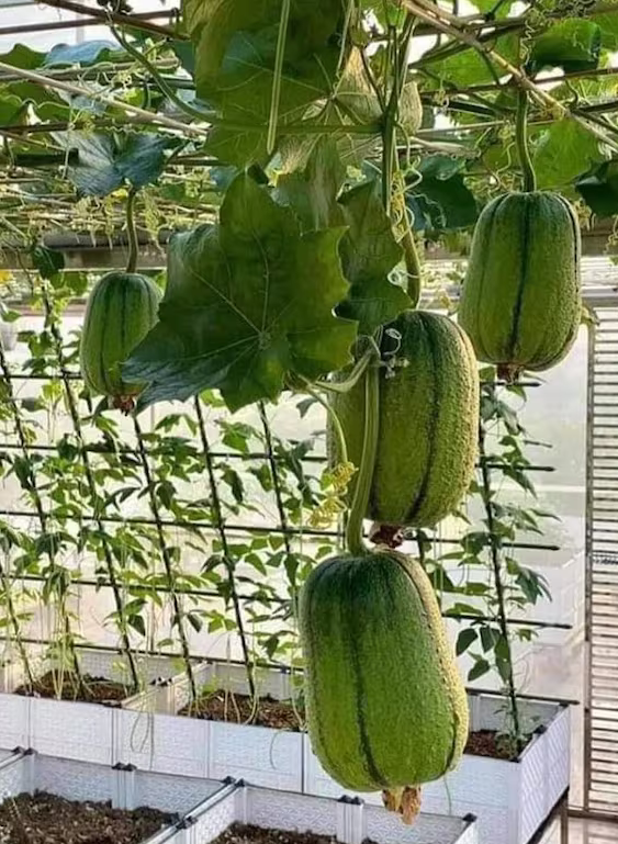 Apple Luffa Seeds - Muop Tao, Rare Heirloom Non-GMO