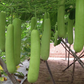 Long Bottle Gourd Seeds | Calabash Gourd, F1 | NON-GMO