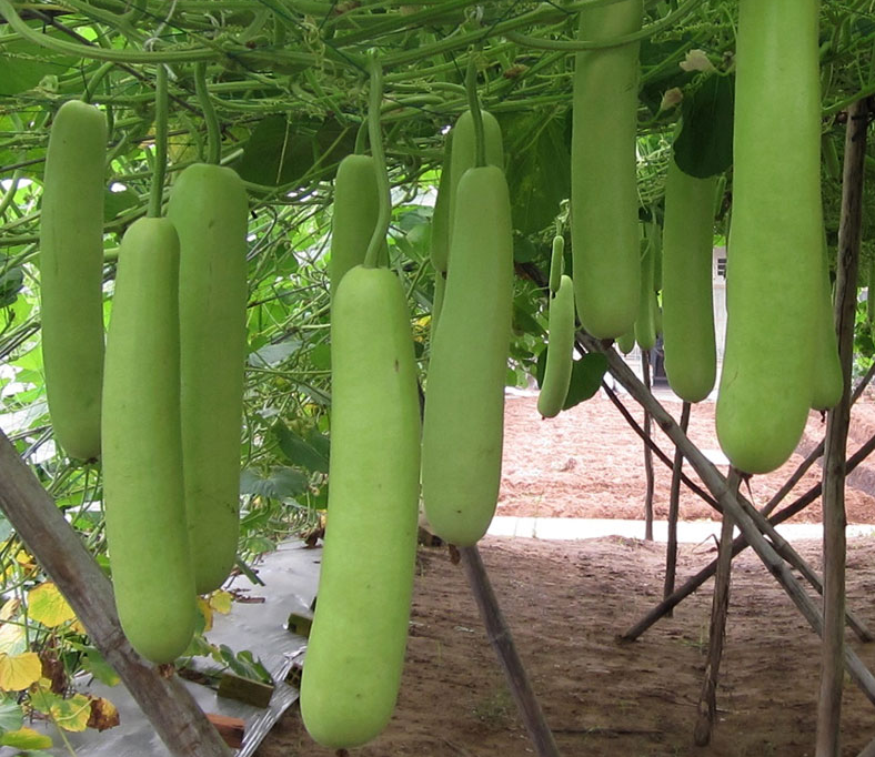 bottle gourd seed planting Long Bottle Gourd Seeds | Calabash / Opo Squash | F1 Hybrid | Non-GMO
