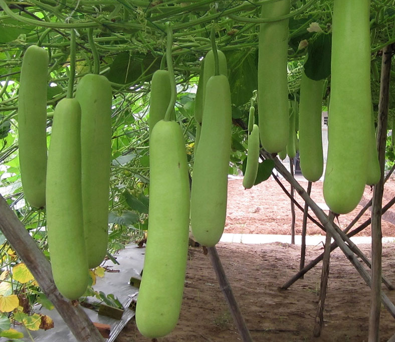 Long Bottle Gourd Seeds | Calabash Gourd, F1 | NON-GMO