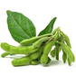 Triple Play Edamame Soybean Seeds – Heirloom Non-GMO Open-Pollinated Bush Edamame