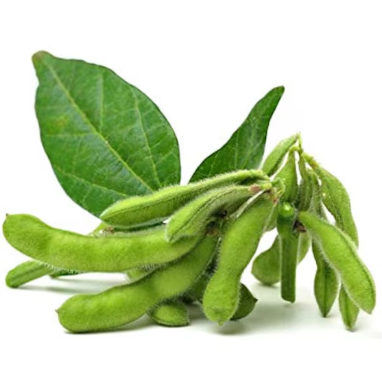 Triple Play Edamame Soybean Seeds – Heirloom Non-GMO Open-Pollinated Bush Edamame