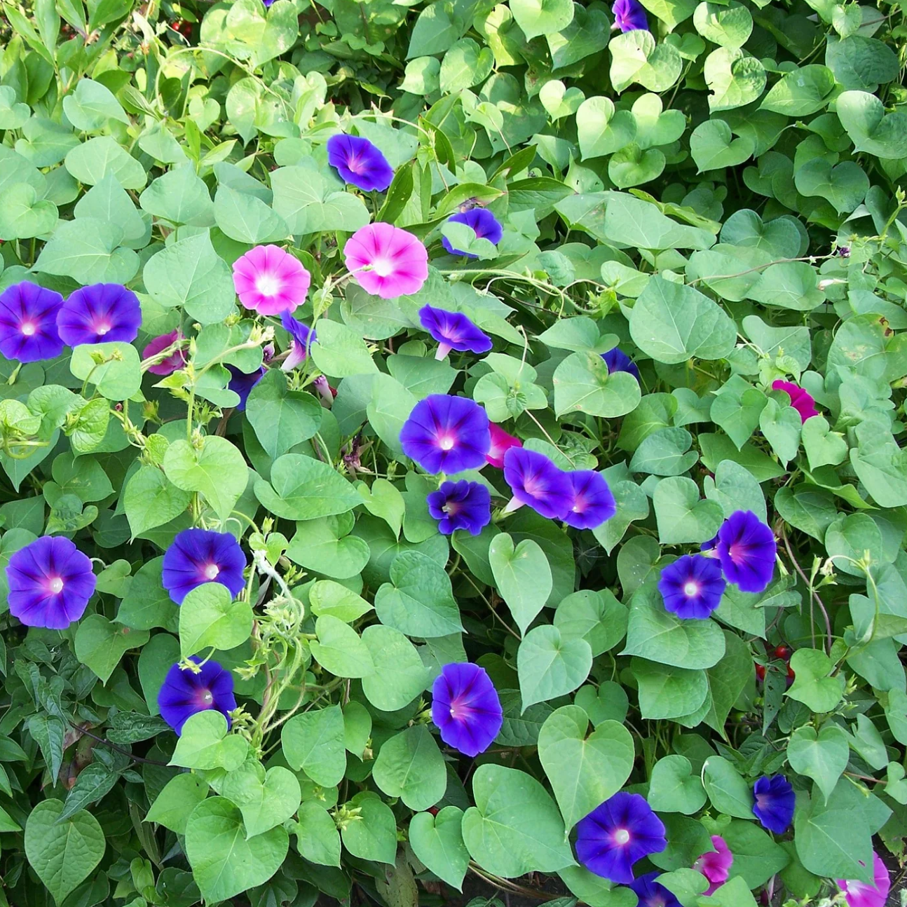 Morning Glory Seeds – Mixed Colors, Non-GMO